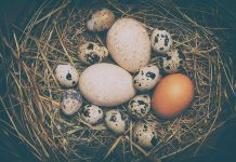 Various eggs in a nest on straw bedding