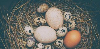 Various eggs in a nest on straw bedding